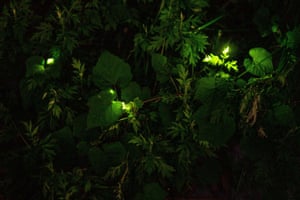 Tatsuno, Japan. Fireflies in trees at Tatsuno Hotarudoyo Park