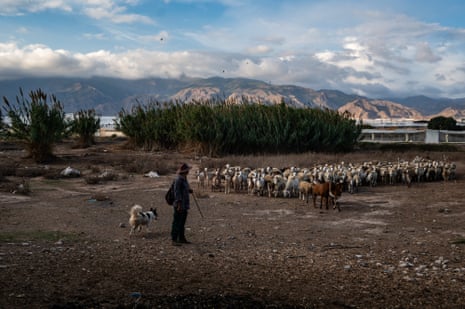 José and his dog herd sheep