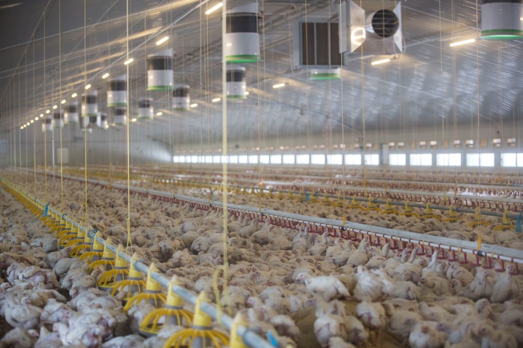 Mega Farm UK has nearly 800 livestock mega farms, investigation reveals | Farming ...