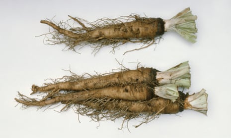 Scorzonera hispanica (salsify) roots with tendrils.