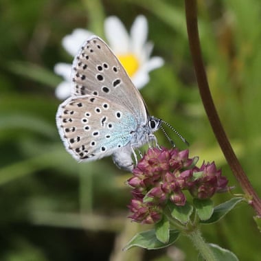 Gran hembra azul pone huevos.