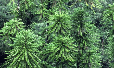 The wollemi pine is an Australian plant species under threat. 