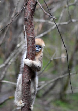 A snub-nosed monkey looks on at a research base in Shennongjia, in Hubei, central China