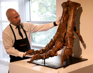 A man standing next to the bones of a Tyrannosaurus Rex foot