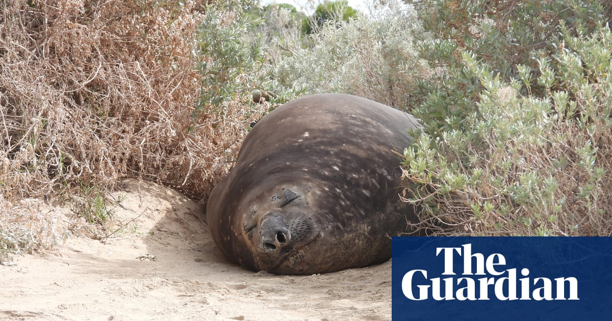 Elephant seal that caused havoc in Victorian seaside town reappears at another beach