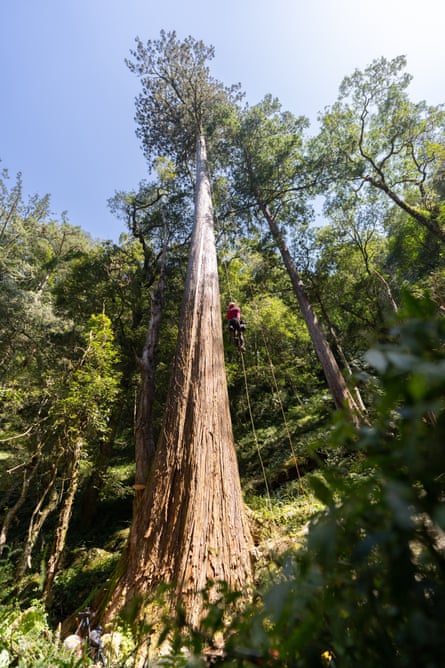 A shot from below of a conifer with a straight trunk that only branches out towards the top.