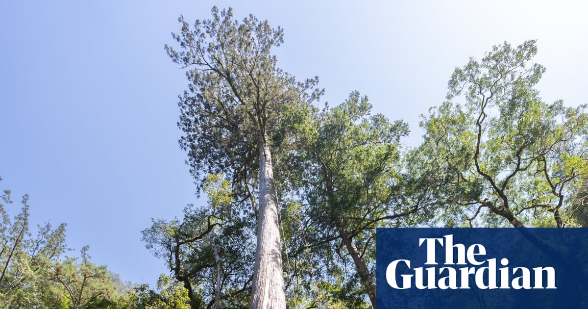 A thousand years old and 20 storeys high: tracking down Taiwan’s tallest trees