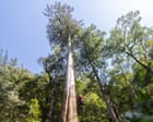 A thousand years old and 20 storeys high: tracking down Taiwan’s tallest trees