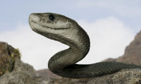 The venom of the black mamba, pictured, is more toxic than that of the carpet viper, but the former rarely comes into contract within humans.