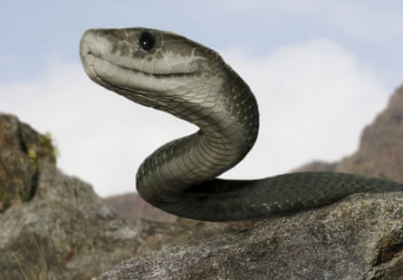 Closeup of black mamba's head and part of its body as it slithers across a rock