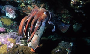 giant Australian cuttlefish