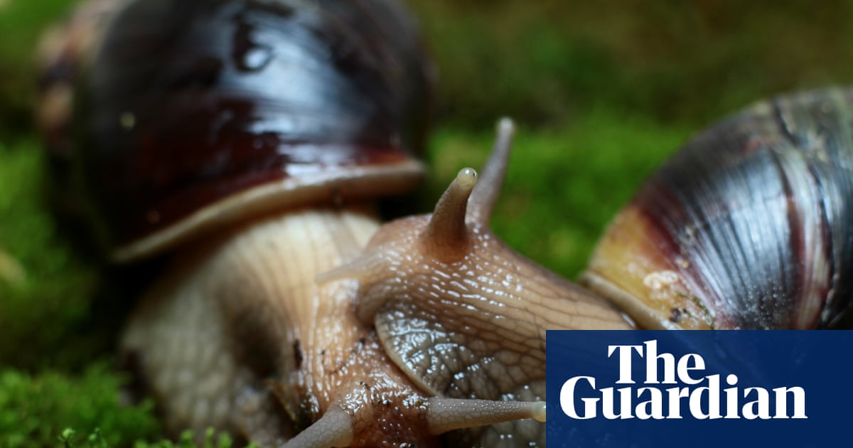 Readers reply: Why aren’t more animals hermaphrodites?