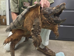A wounded 53lb alligator snapping turtle that is recovering at a Houston wildlife centre after fire-rescue crews saved it from a rural drainage pipe