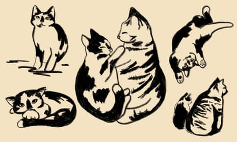 CAT BREEDER 2: CAT BATHROOM jogo online gratuito em