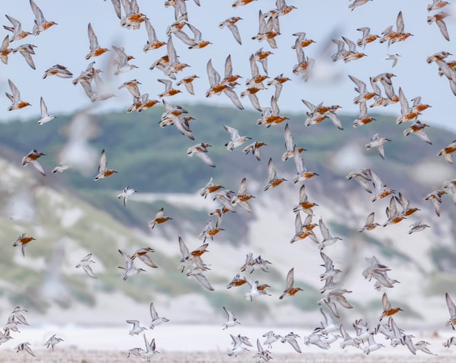Which way will the wind blow? Decision day looms for planned windfarm on Tasmania’s Robbins Island Which way will the wind blow? Decision day looms for planned windfarm on Tasmania’s Robbins Island