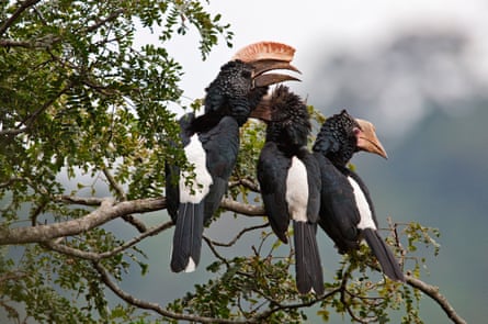 Three silvery-cheeked hornbills in a tree
