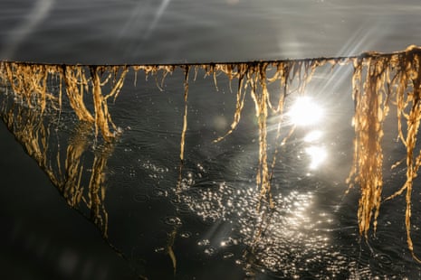 Strands of kelp hang from a line above water. The sunlight shines off water droplets from the seaweed