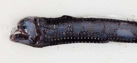 A long dark-coloured fish with huge glassy fangs
