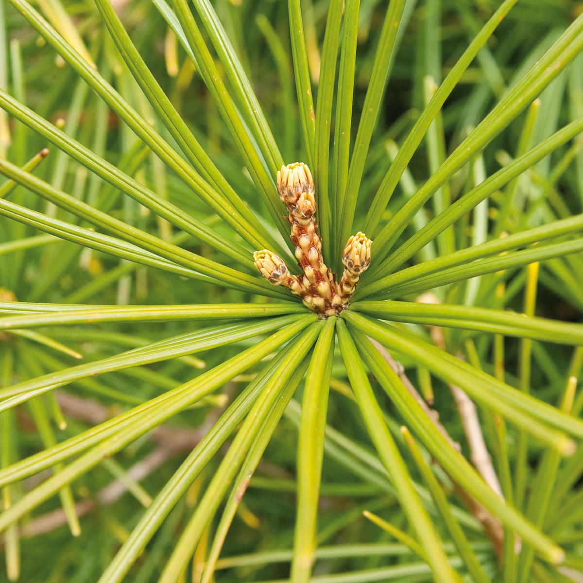 Ask Alys Fowler: are pine needles a problem?, Gardening advice