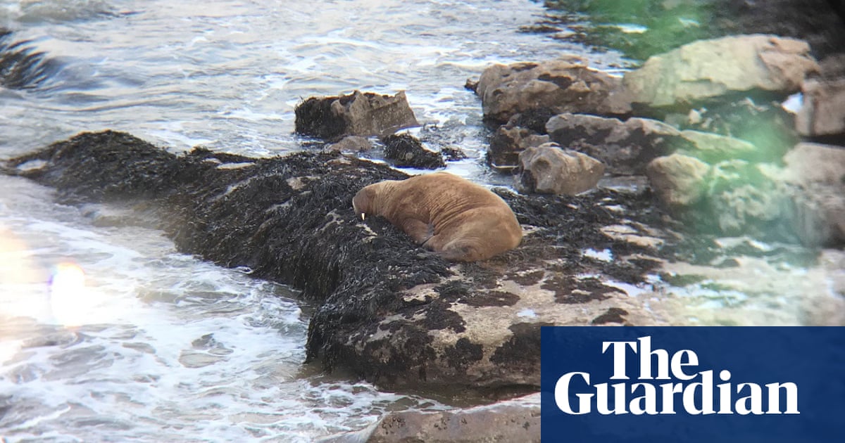 Mystery of the walrus spotted on rocks on the Welsh coast
