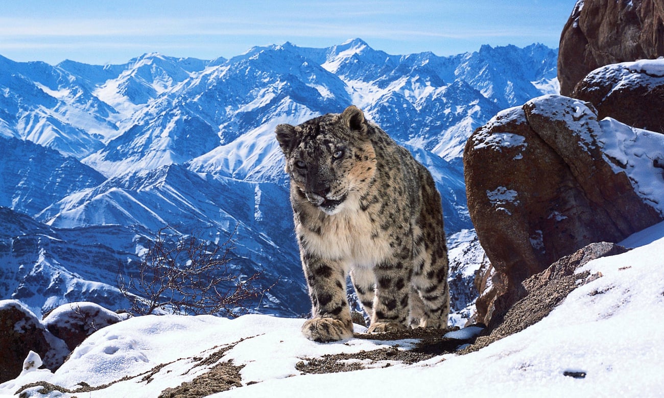 Planet Earth II gets close to a rare snow leopard.
