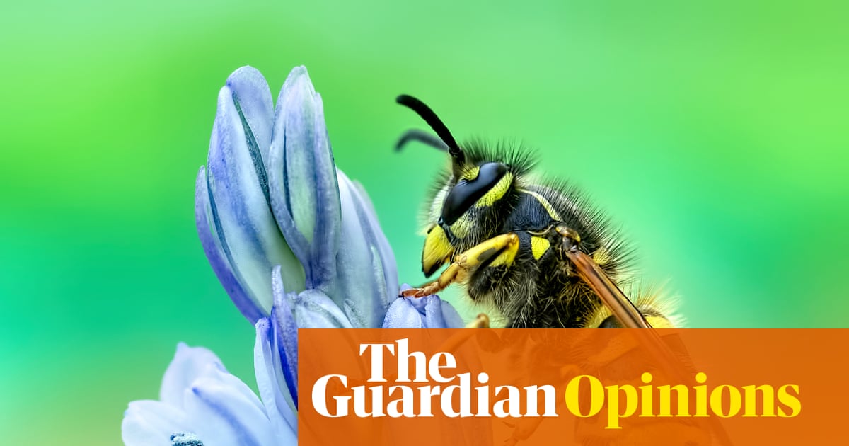 I love vultures, mosquitoes and, yes, even wasps. This is why you should too | Jo Wimpenny
