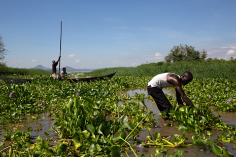Um homem puxa um aguapé, que cobre a superfície do lago, enquanto duas pessoas passam em uma canoa ao fundo