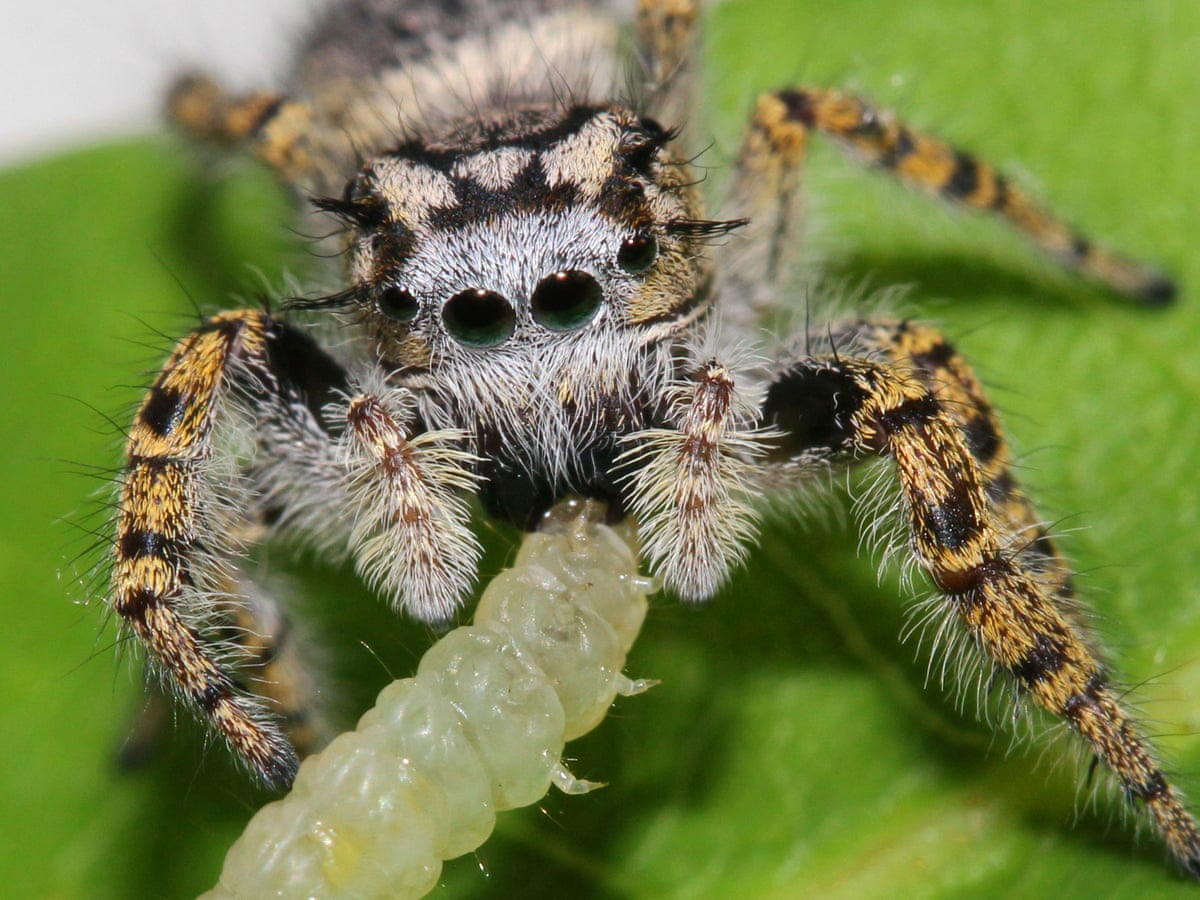 World's spiders devour 400-800m metric tons of insects yearly – experts |  Insects | The Guardian