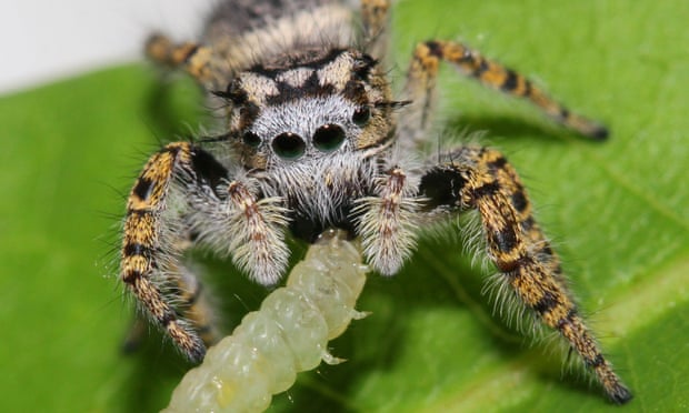 A jumping spider feeds on a tree-dwelling moth caterpillar.