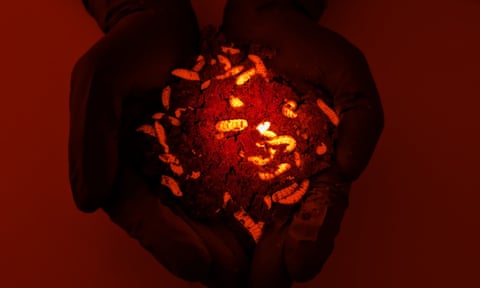 Black soldier flies glow red as part of the work of scientists to genetically engineer them at Macquarie University in Sydney, Australia