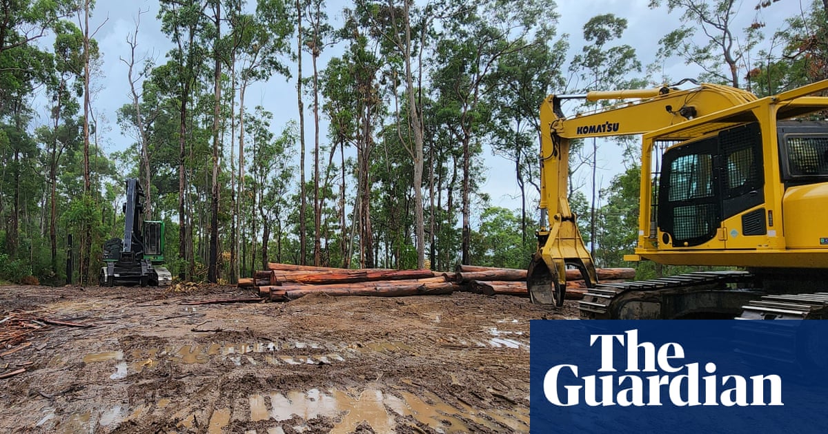Continued logging of NSW koala habitat is ‘a profound tragedy’, conservationist says | New South Wales politics