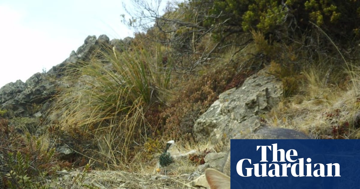 Stone-cold killers': New Zealand to eradicate feral cats by 2050