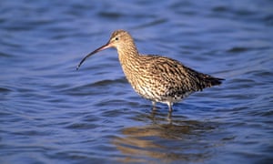 Curlew.