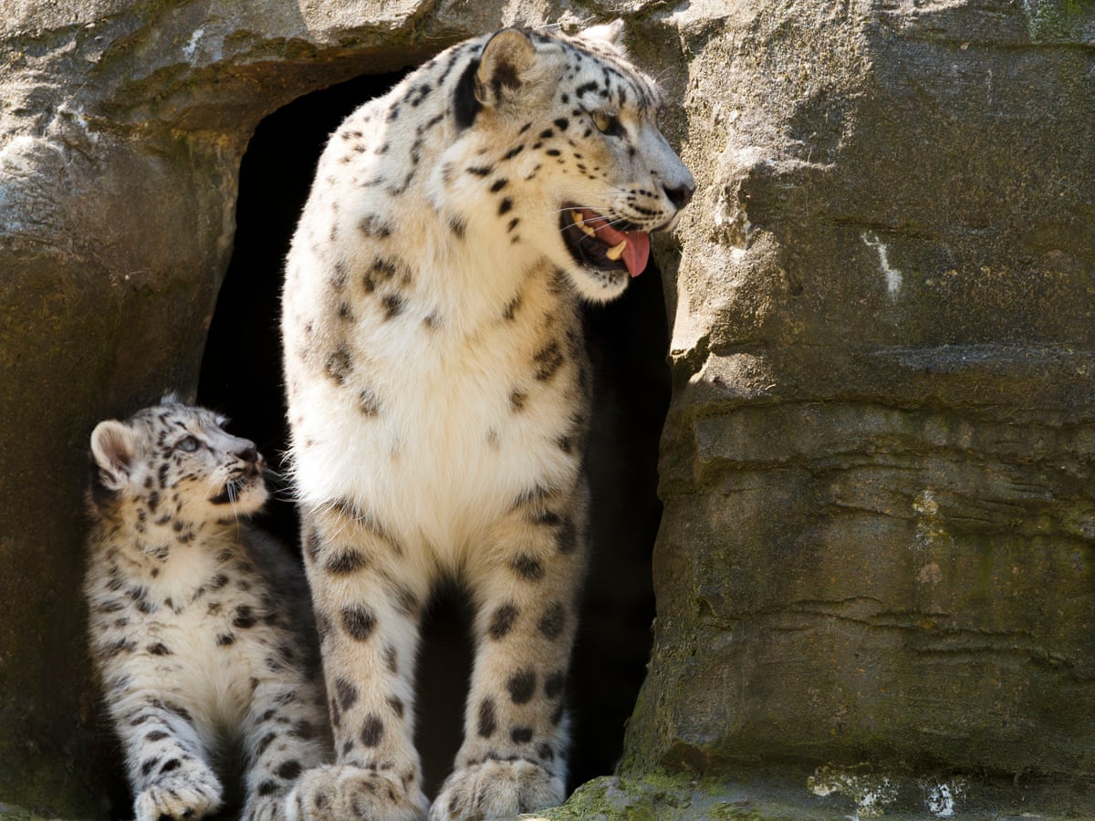 Snow leopards at risk as Himalayas face climate change 'crisis' |  Endangered species | The Guardian
