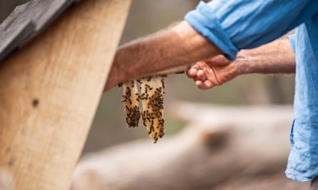 Adrian Iodice tends to his bees. The honey industry reported at least 2.5bn honeybees in NSW and Victoria alone were killed in the fires.