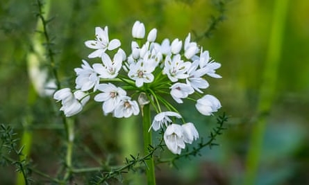 Closeup of white flower of Allium cowanii (Allium neapolitanum) flowers.