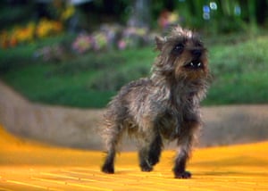 Toto in The Wizard Of Oz, 1939