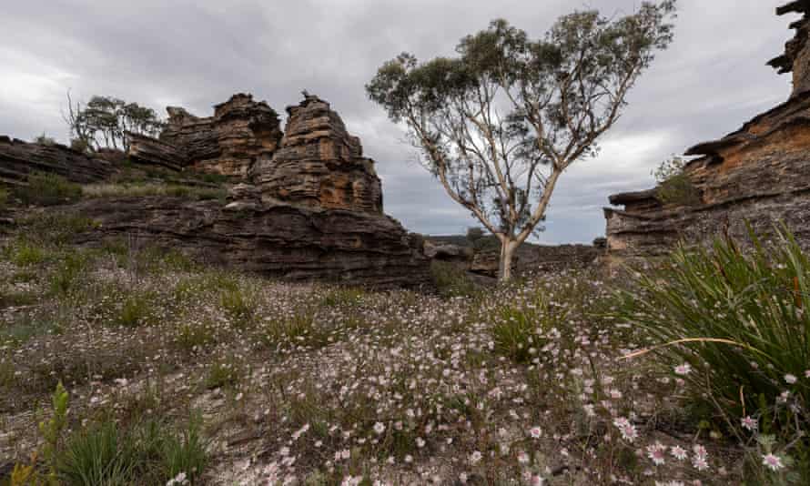 Pink flannel flowers bloom near the Gardens of Stone national park in Lithgow, Australia