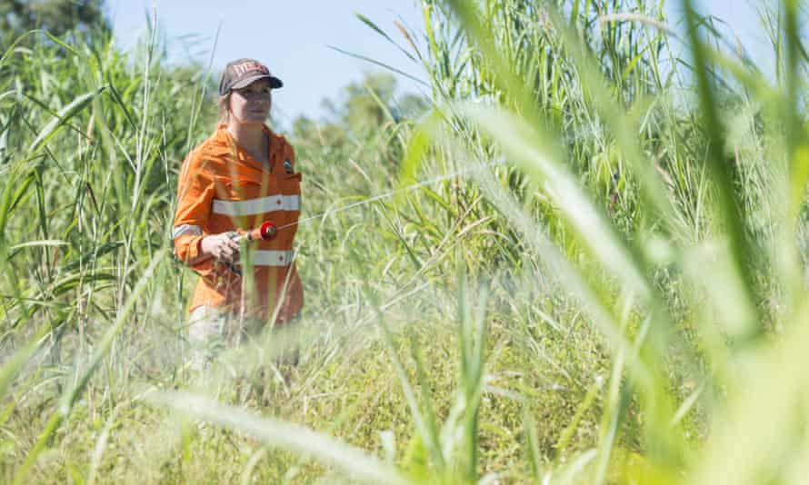 Land management technician Steph Rouse spraying pesticide on invasive gamba grass on Darwin’s outskirts last year