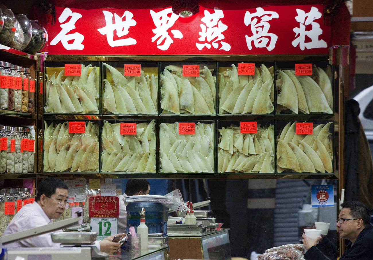 Shark fin traders in Hong Kong
