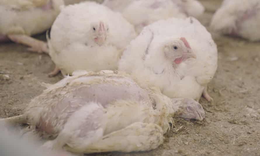 L'immagine di un VFC appare come un uccello morto all'interno di un fienile.