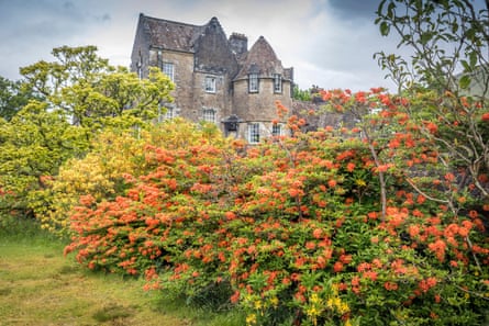 Rhododendrons at Ardkinglas.