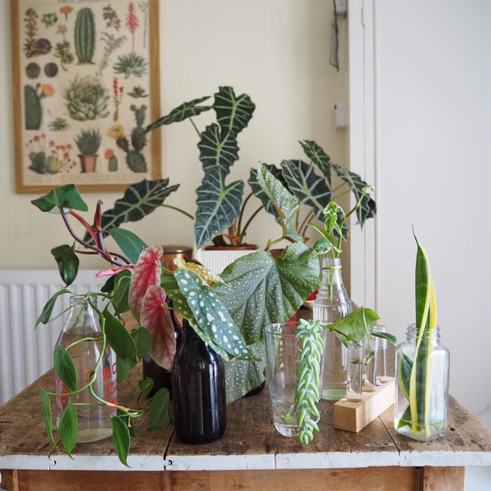 Grow Your Likes The Unstoppable Rise Of The Insta Plant Gardens The Guardian