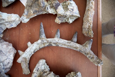 Parts of the Spicomellus afer fossil.