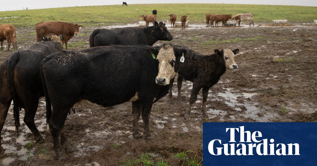 Methane emissions: Australian cattle industry suggests shift from net zero target to ‘climate neutral’ approach | Australia news