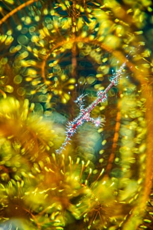 ghost pipefish