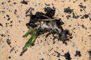 A dead native bird washed up amongst ash and fire debris on Boydtown Beach, Eden.