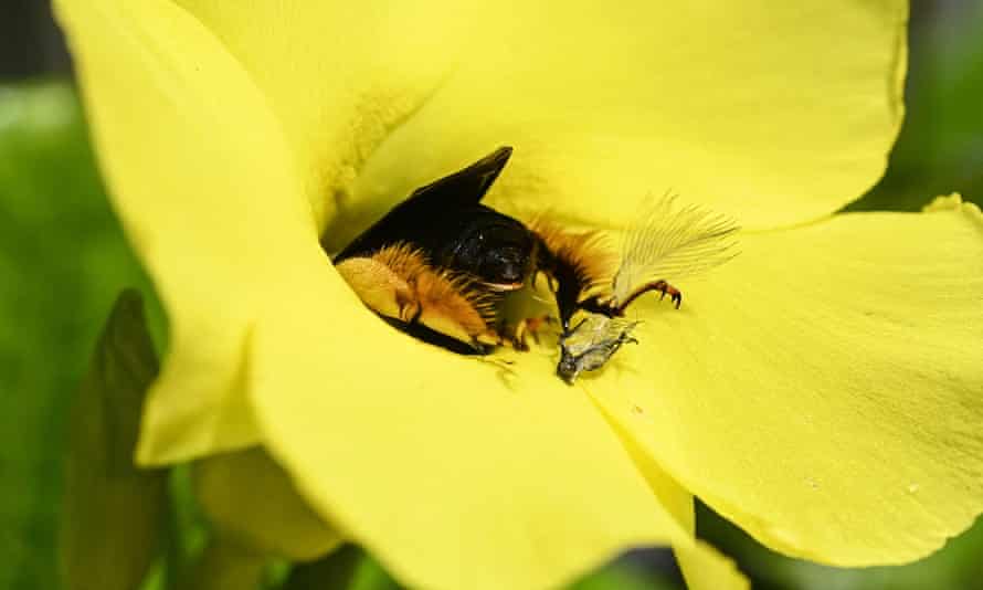 A bee sucks the nectar from a flower at a green roof used as classroom at the Andres Bello Catholic University in Caracas.