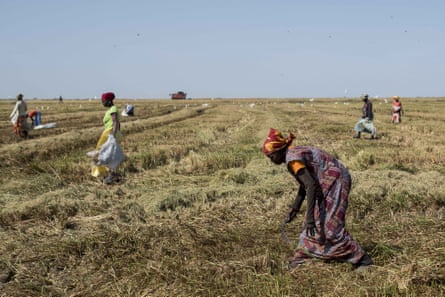 Workers collect rice grains in a recently harvested rice field at a Compagnie Agricole de Saint-Louis du Senegal.
