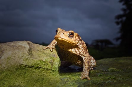 A common toad in Devon.